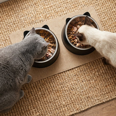Gamelle chat noires avec deux chats mangeant croquettes