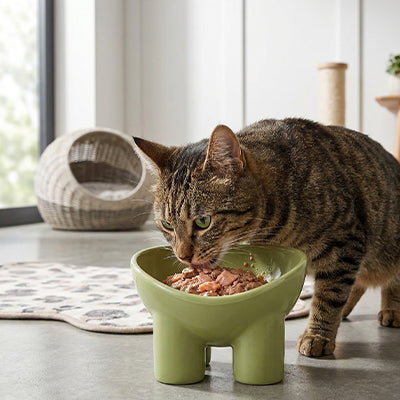 gamelle chat surélevée verte chat mange pâtée dans salon