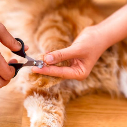 Coupe griffes pour chats noir patte chat roux