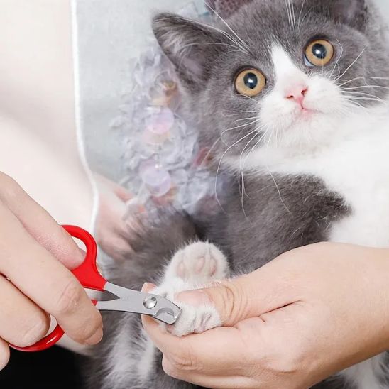 Coupe griffes pour chats rouge chaton gris blanc patte