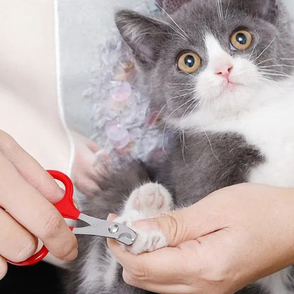 Coupe griffes pour chats rouge chaton gris blanc patte
