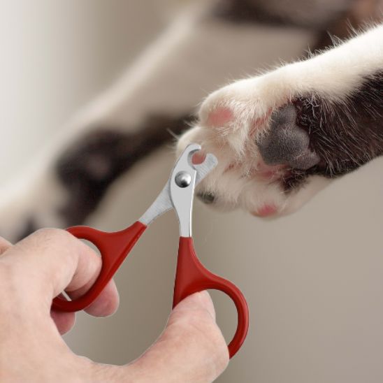 Coupe griffes pour chats rouge patte chat noir blanc