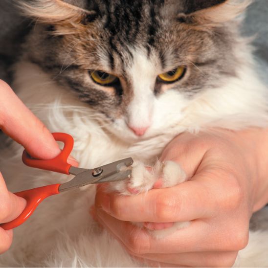 Coupe griffes pour chats rouge chat tigré poil long