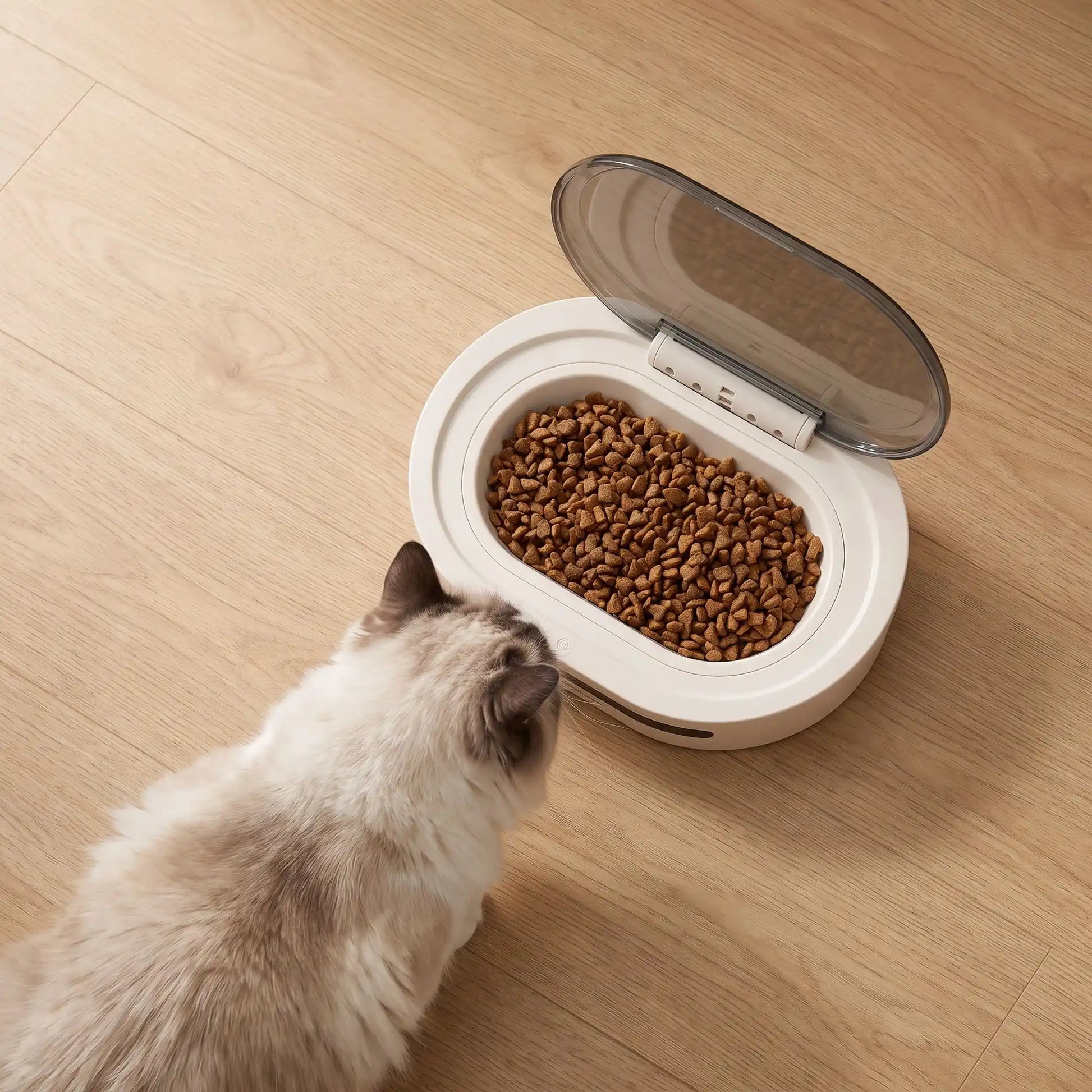 Gamelle automatique chat au sol chat approchant son repas