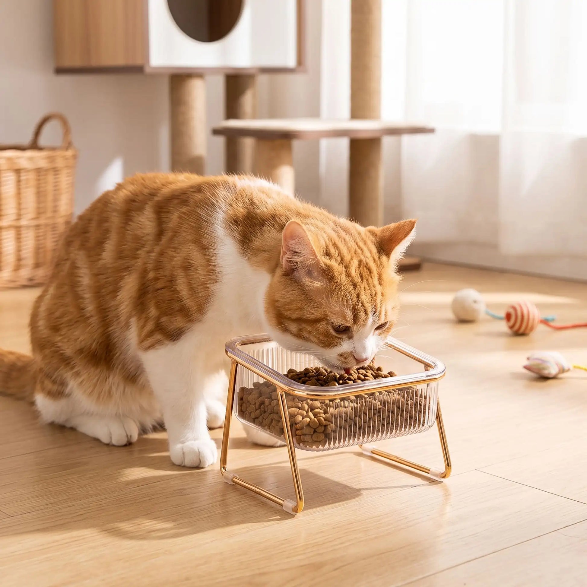 Gamelle chat surélevée inclinée chat mangeant croquettes