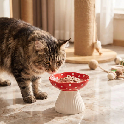 Gamelle surélevée chat rouge Maine coon approchant pour manger