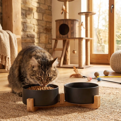 Gamelles pour chats noires chat mange croquettes dans salon