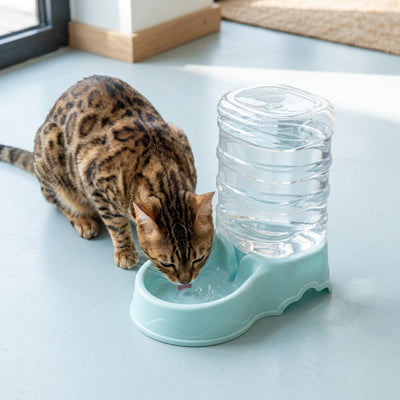 chat bengal boit dans distributeur eau pour chat bleu