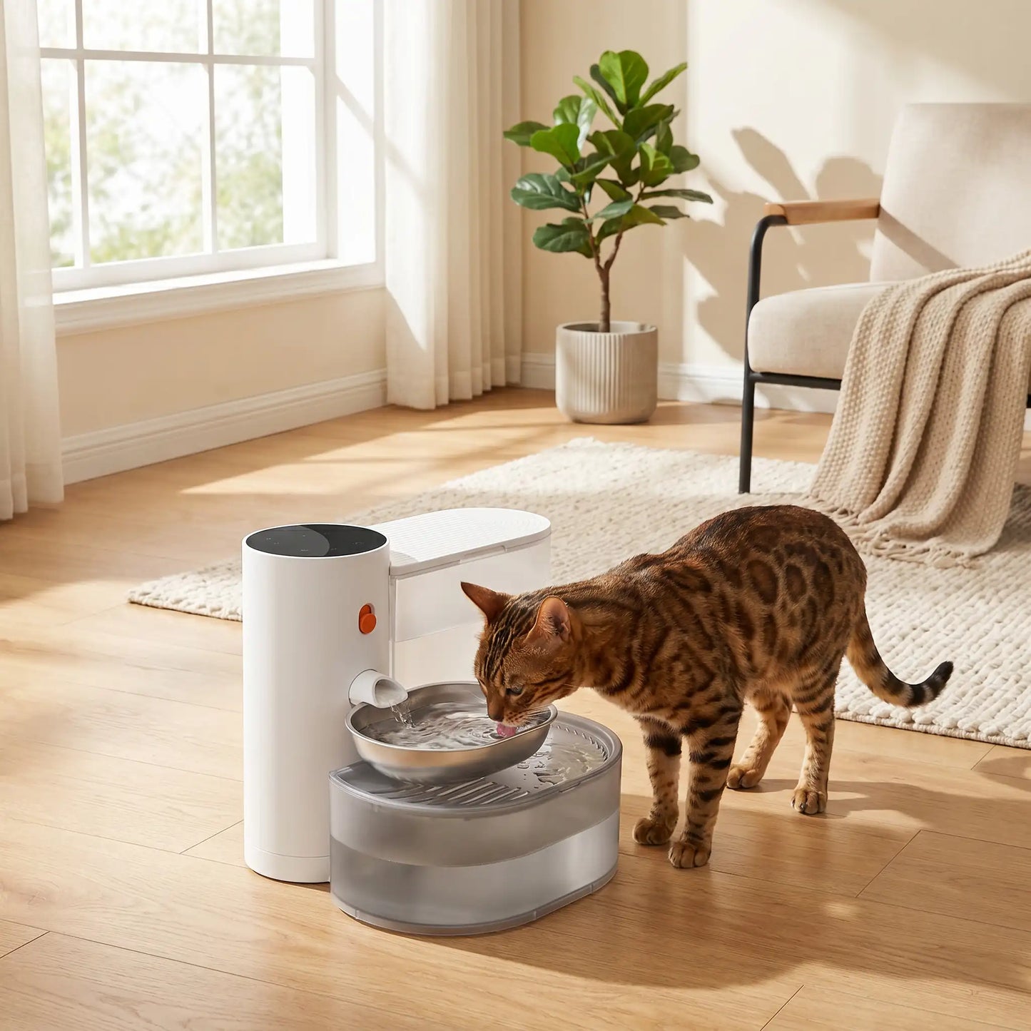 chat bengal buvant dans distributeur d'eau pour chat