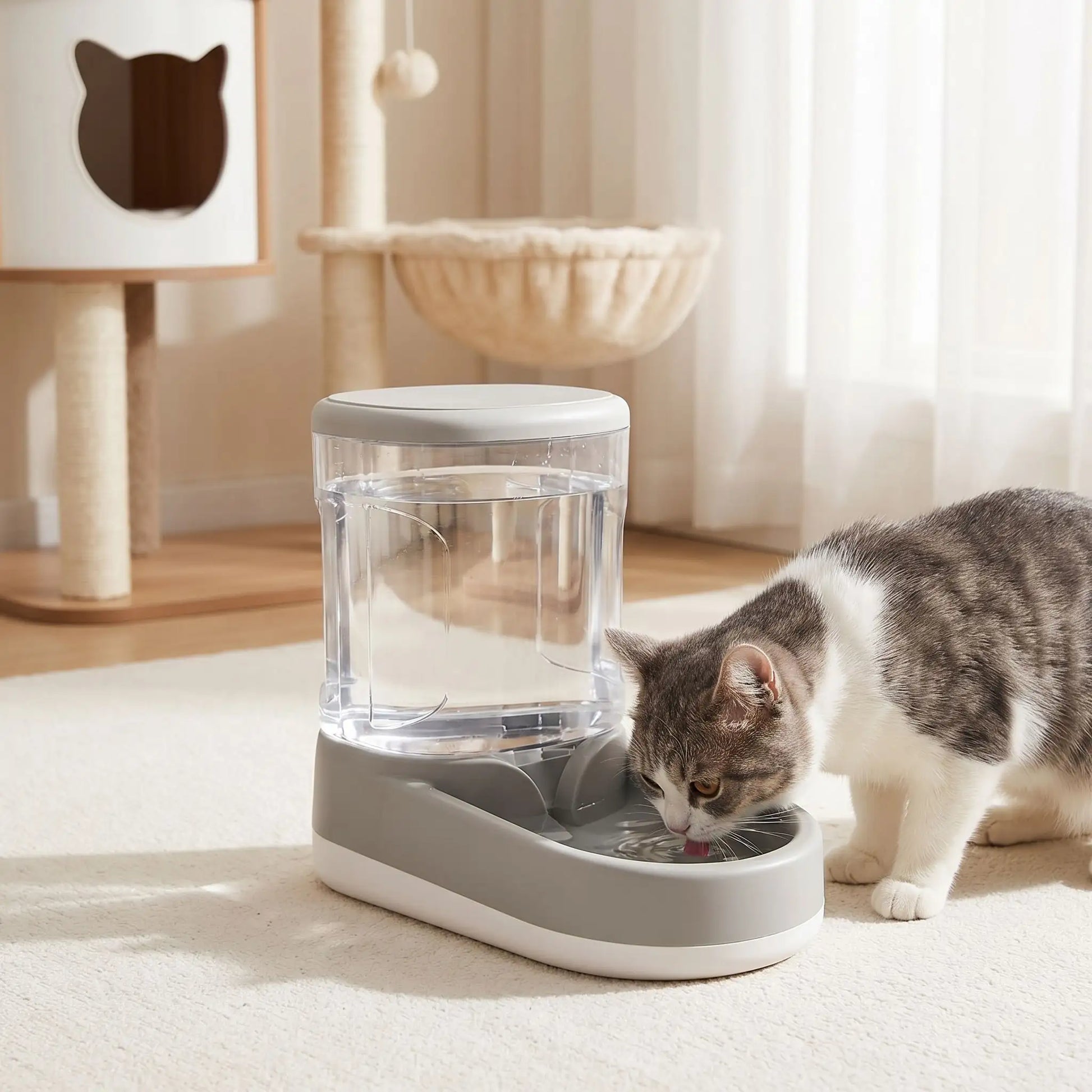 chat boit dans distributeur eau chat gris