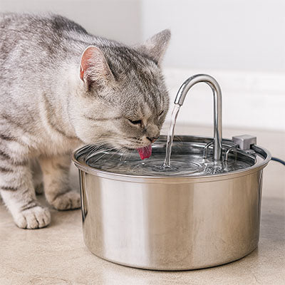 chat boit tranquillement dans fontaine a eau chat