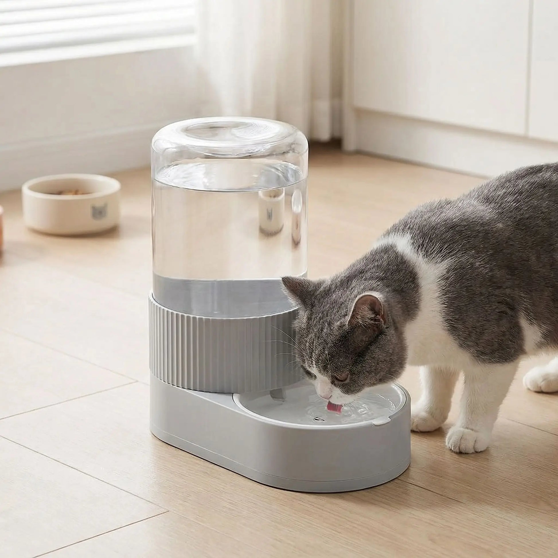 chat buvant dans distributeur d'eau pour chat gris