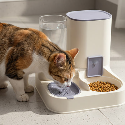 chat mange dans distributeur croquettes eau chat blanc bleu