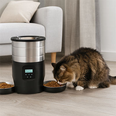 chat mange dans distributeur de croquettes automatique noir