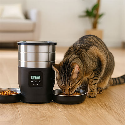 chat mangeant dans distributeur de croquettes automatique noir