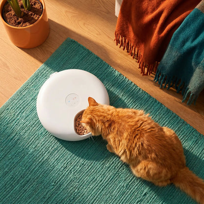 chat roux mange dans gamelle automatique chat