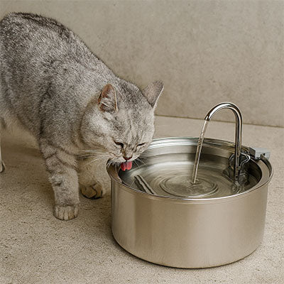 chat se désaltérant dans fontaine à eau chat inox 