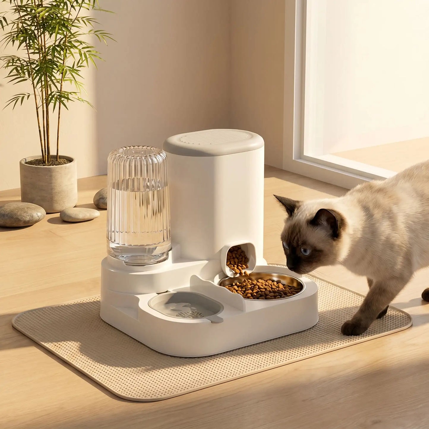 chat siamois face au distributeur eau et croquette chat