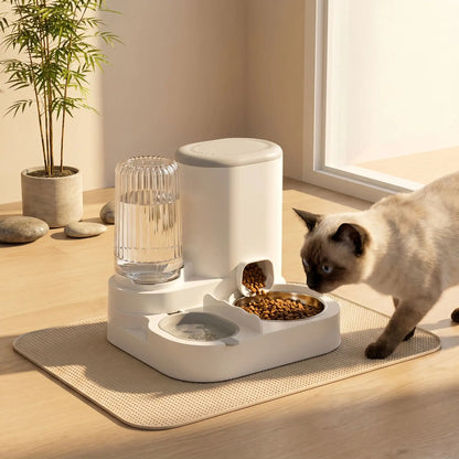 chat siamois face au distributeur eau et croquette chat