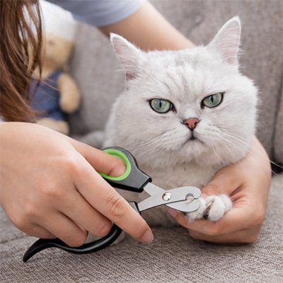 Coupe griffes pour chats patte chat blanc yeux verts