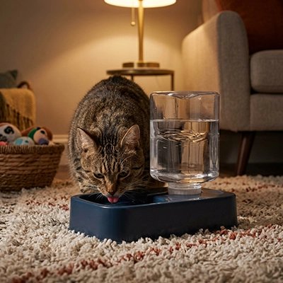 Distributeur eau chat bleu foncé chat boit dans salon