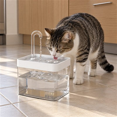 fontaine a eau chat blanc chat lape le filet d'eau