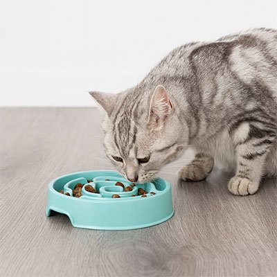 Gamelle anti glouton chat bleue chat mange croquettes