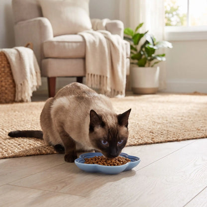 gamelle ceramique pour chat bleue avec siamois qui mange