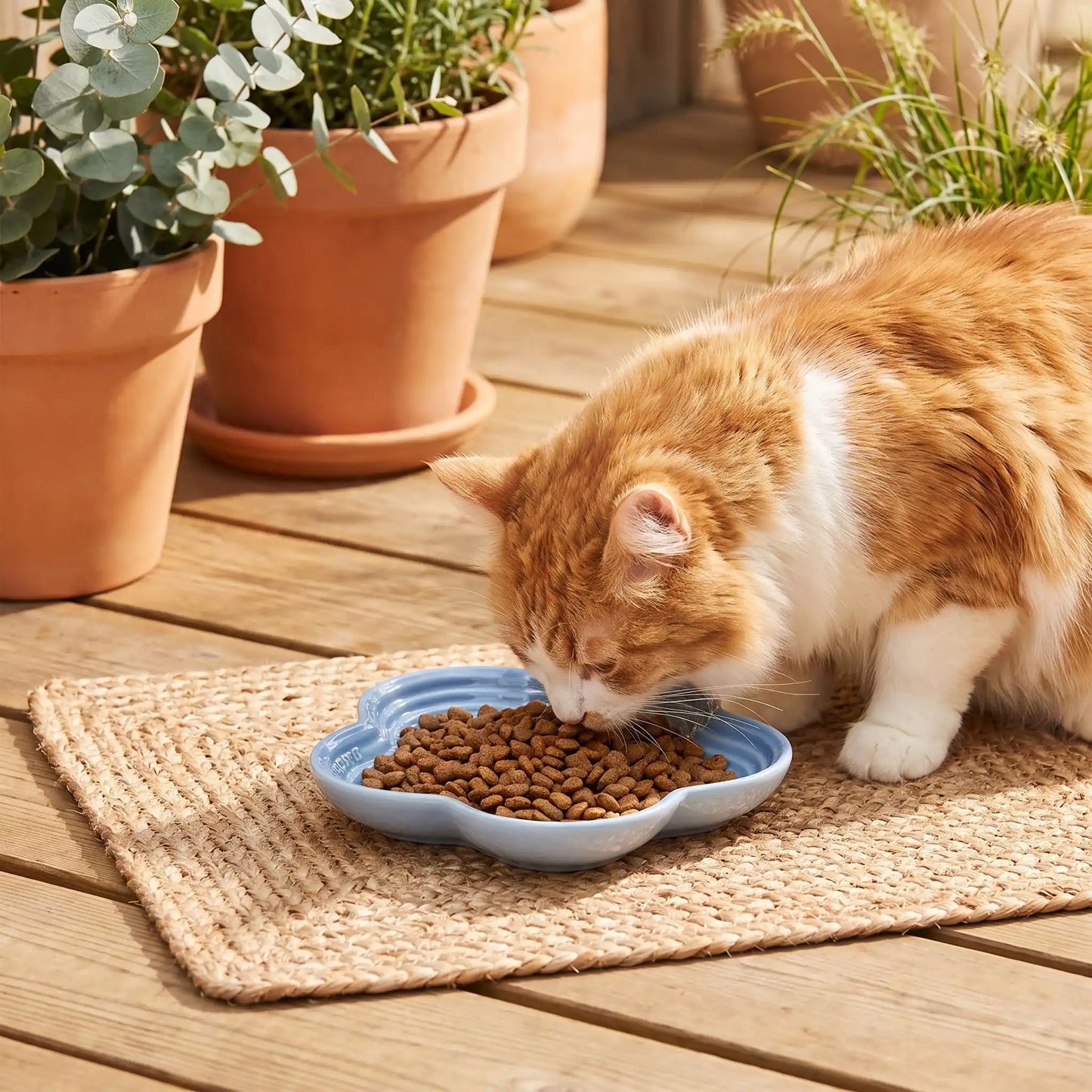 gamelle ceramique pour chat bleue chat mangeant sur tapis