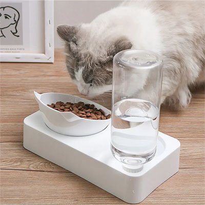 Gamelle chat blanche devant chat qui mange 