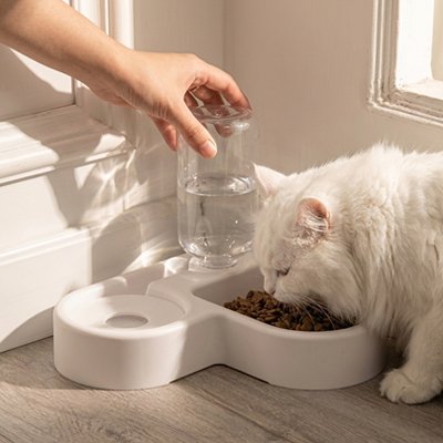 Gamelle chat d'angle avec chat blanc mangeant croquettes