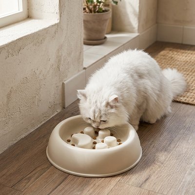 Gamelle chat glouton beige chat blanc mange 
