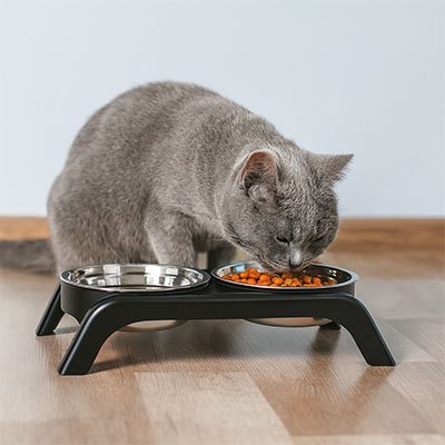Gamelle chat surélevée en inox utilisée par chat gris