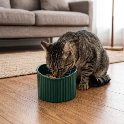 Gamelle chat surélevée verte chat mangeant croquettes dedans 