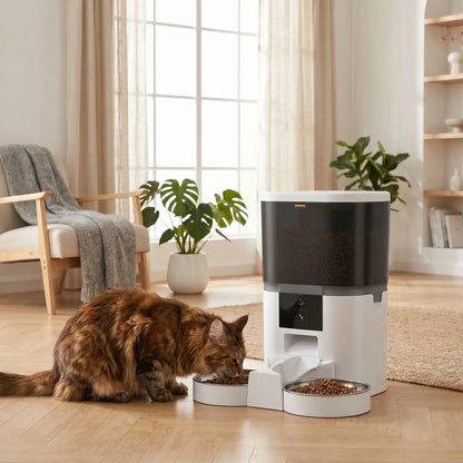 maine coon mange dans distributeur automatique de croquettes blanc